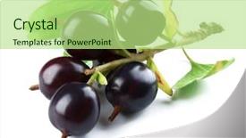  Presentation with currant - Audience pleasing PPT theme consisting of wild black currant with green leaves isolated on white backdrop and a mint green colored foreground