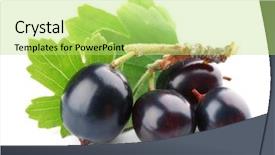  Presentation with currant - Cool new presentation theme with wild black currant with green leaves isolated on white backdrop and a yellow colored foreground