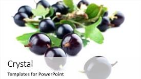  Presentation with green and black - Cool new PPT theme with wild black currant with green backdrop and a  colored foreground
