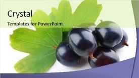  Presentation with green leaves - PPT layouts with wild black currant with green background and a  colored foreground