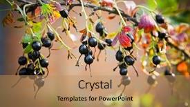 Presentation with currant - Theme consisting of wild black currant background and a  colored foreground