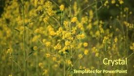  Presentation with california - Presentation enhanced with wild black mustard plants brassica nigra grow wild in spring time in the southern california hills adding beauty for all to enjoy background and a tawny brown colored foreground