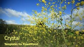  Presentation with plants - Amazing presentation theme having wild black mustard plants brassica backdrop and a  colored foreground