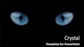  Presentation with blue eyes - Slides enhanced with wild blue eyes isolated background and a black colored foreground