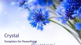  Presentation with flowers border - Slide set enhanced with wild blue flowers blooming border background and a sky blue colored foreground