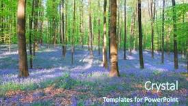  Presentation with belgium - Slides having wild bluebell hyacinths and beech trees in forest 'hallerbos' belgium background and a ocean colored foreground