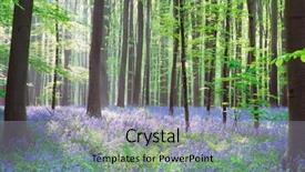  Presentation with trees - Audience pleasing theme consisting of wild bluebell hyacinths and beech backdrop and a light gray colored foreground