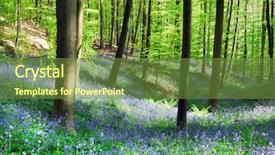  Presentation with tree sky trees green - Presentation theme having wild bluebell hyacinths and beech background and a tawny brown colored foreground