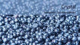  Presentation with wild sex - Slide set having wild blueberries with selected focus background and a  colored foreground