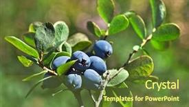  Presentation with pink and green nature - Presentation design having wild blueberry - bog northern bilberry green nature background and a tawny brown colored foreground