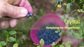  Presentation with blueberries - Presentation theme consisting of wild blueberry - showing picked blueberries background and a  colored foreground