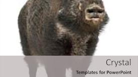  Presentation with wild boar sus scrofa - PPT theme consisting of also wild pig sus scrofa background and a light gray colored foreground