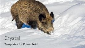  Presentation with wild boar - Presentation enhanced with wild-boar-in-february-snow background and a light gray colored foreground
