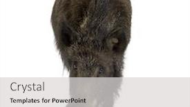  Presentation with boar - PPT layouts consisting of wild-boar-in-front background and a light gray colored foreground