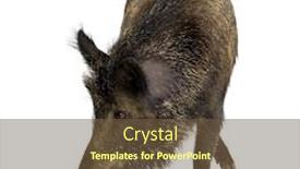  Presentation with boar - Colorful PPT layouts enhanced with wild-boar-in-front backdrop and a tawny brown colored foreground