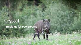  Presentation with wild boar - Amazing theme having wild boar in its natural backdrop and a gray colored foreground