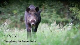  Presentation with wild boar - Beautiful presentation featuring wild boar in its natural backdrop and a mint green colored foreground