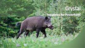  Presentation with wild boar - PPT layouts consisting of wild boar in its natural background and a seafoam green colored foreground