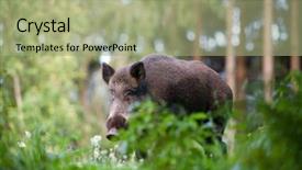  Presentation with wild boar - Theme with wild boar in its natural background and a mint green colored foreground