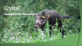 Presentation with wild boar - Colorful PPT layouts enhanced with wild boar in its natural backdrop and a ocean colored foreground