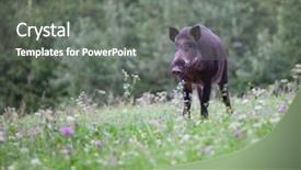  Presentation with wild boar - Colorful PPT theme enhanced with wild boar in its natural backdrop and a gray colored foreground