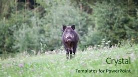  Presentation with wild boar - Presentation theme featuring wild boar in its natural background and a mint green colored foreground