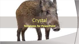  Presentation with wild boar - Slide set consisting of wild-boar-standing-in-front background and a tawny brown colored foreground
