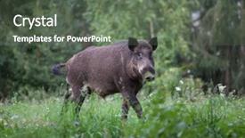  Presentation with wild boar sus scrofa - PPT layouts with wild boar sus scrofa ferus background and a gray colored foreground