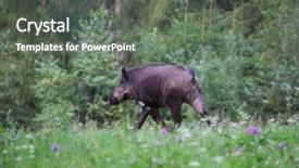  Presentation with boar - Audience pleasing PPT layouts consisting of wild boar sus scrofa ferus backdrop and a gray colored foreground