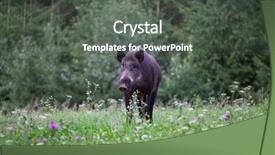  Presentation with wild boar sus scrofa - Cool new presentation theme with wild boar sus scrofa ferus backdrop and a dark gray colored foreground