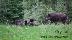  Presentation with wild boar sus scrofa - PPT theme enhanced with wild boar sus scrofa ferus background and a seafoam green colored foreground