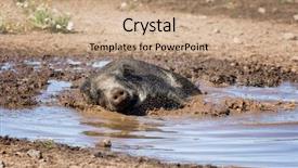  Presentation with wild boar - PPT layouts featuring wild boar taking a mud background and a coral colored foreground