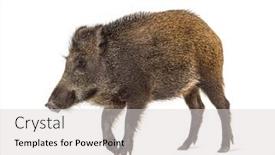  Presentation with wild boar - PPT theme consisting of wild-boar-walking-in-front background and a light gray colored foreground