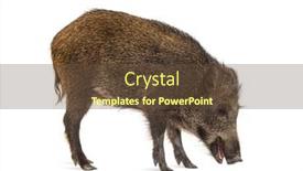  Presentation with wild boar - Slide set with wild-boar-walking-looking-down background and a tawny brown colored foreground