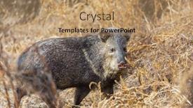  Presentation with boar - Presentation consisting of wild-boar-walks-along background and a coral colored foreground
