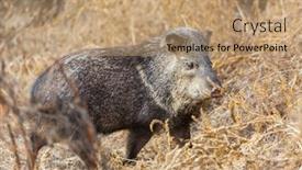  Presentation with boar - Presentation design featuring wild-boar-walks-along background and a coral colored foreground