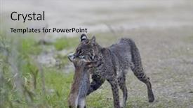  Presentation with foot mouth disease - Cool new presentation theme with wild bobcat holds a rabbit backdrop and a light gray colored foreground