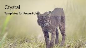  Presentation with wetlands - Slide deck having wild bobcat walking in florida background and a soft green colored foreground