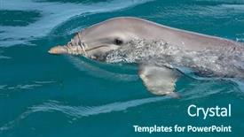  Presentation with deep ocean - Amazing PPT layouts having wild bottlenose dolphin turisops truncatus looking inquisitively out of the clear deep blue atlantic ocean backdrop and a ocean colored foreground