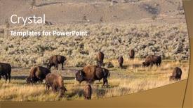  Presentation with yellowstone - Beautiful slide set featuring wild buffalo in yellowstone national park usa backdrop and a coral colored foreground
