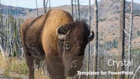  Presentation with yellowstone - Presentation design enhanced with wild buffalo in yellowstone national park usa background and a tawny brown colored foreground