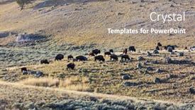  Presentation with yellowstone - PPT layouts having wild buffalo in yellowstone national park usa background and a gray colored foreground