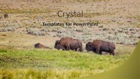  Presentation with yellowstone - Amazing PPT theme having wild-buffalo-in-yellowstone-national backdrop and a coral colored foreground