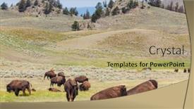  Presentation with yellowstone - Audience pleasing slide set consisting of wild-buffalo-in-yellowstone-national backdrop and a coral colored foreground