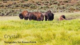  Presentation with yellowstone - Presentation design having wild-buffalo-in-yellowstone-national background and a yellow colored foreground