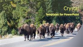  Presentation with yellowstone - Beautiful theme featuring wild-buffalo-in-yellowstone-national backdrop and a tawny brown colored foreground