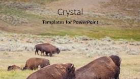  Presentation with yellowstone - Colorful slide set enhanced with wild-buffalo-in-yellowstone-national backdrop and a coral colored foreground