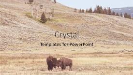  Presentation with yellowstone - Slide deck consisting of wild-buffalo-in-yellowstone-national background and a soft green colored foreground