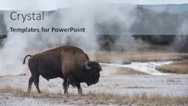  Presentation with yellowstone - PPT theme enhanced with wild-buffalo-in-yellowstone-national background and a light blue colored foreground
