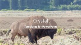  Presentation with yellowstone - PPT layouts with wild-buffalo-in-yellowstone-national background and a  colored foreground